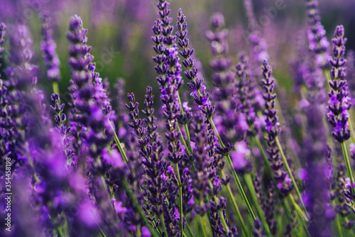 scenery beauty of nature  close up view of blooming lavender flowers