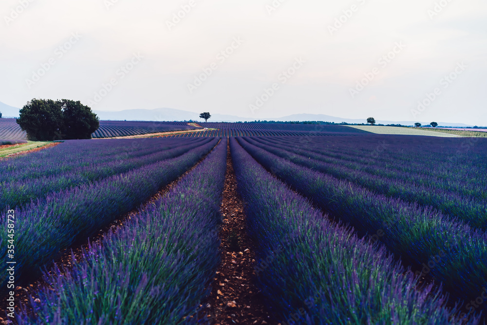 Fototapeta premium scenery nature landscape, beautiful lavender fields on farmland