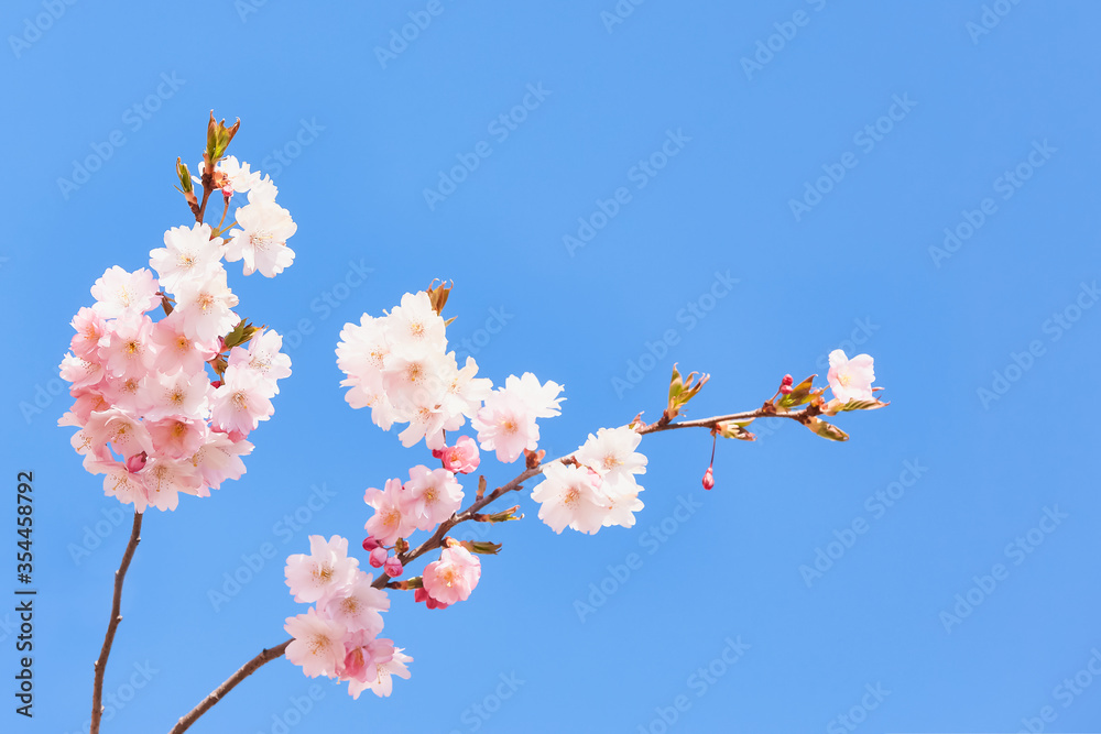Branch of blooming pink sakura. Cherry blossom branch in bloom against blue sky. Spring background. Copy space, selective focus Branch of blooming pink sakura. Cherry blossom branch in bloom against blue sky. Spring background. Copy space, selective focus