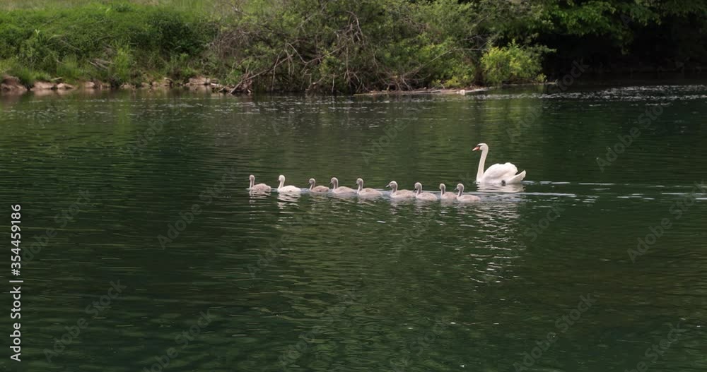 Beautiful white swan family swimming in magic green river. Beautiful white swan family swimming in magic green river.