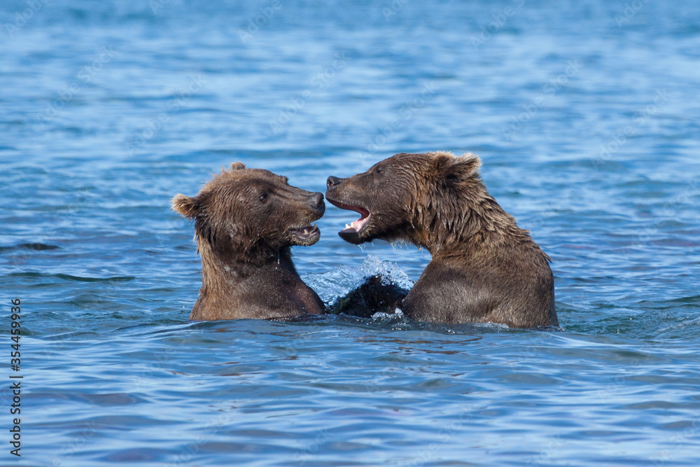 Fototapeta premium Close-up portrait of two wild growling bears are in a blue lake. Bears stand in the water .