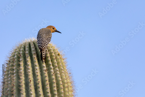 Gila woodpecker in a saguaro cactus in the desert of Arizona