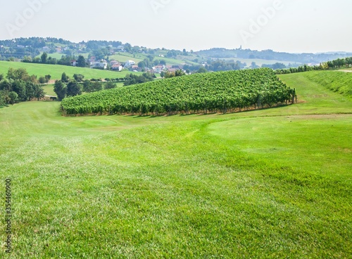 View of lush vineyard on a slope at Zlati Gric, a wine estate Slovenske Konjice in Slovenia photo