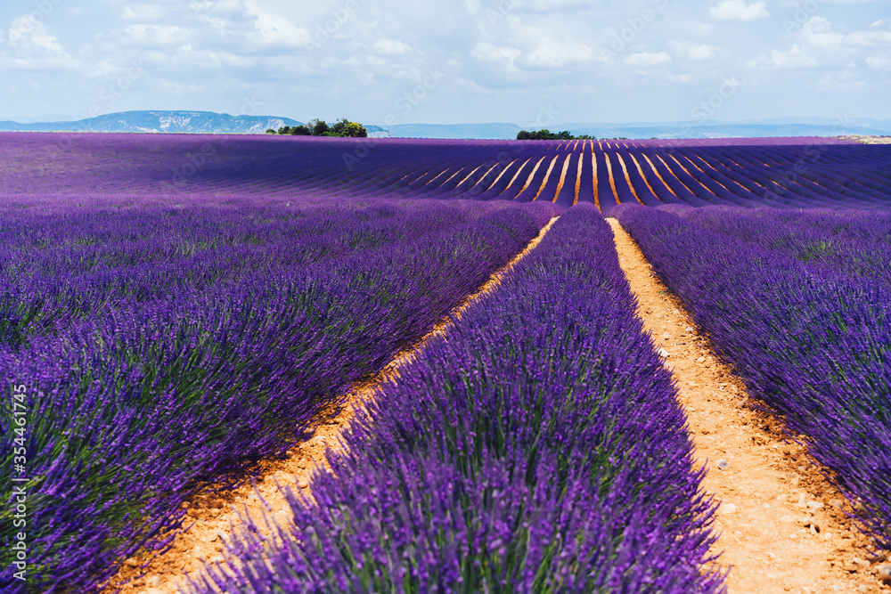 Naklejka premium scenery nature landscape, beautiful lavender fields on farmland
