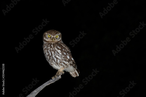 A little owl (Athene noctua) perched at night.
