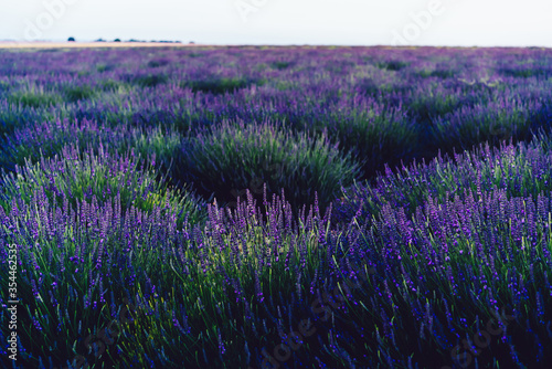 scenery nature landscape  beautiful lavender fields on farmland
