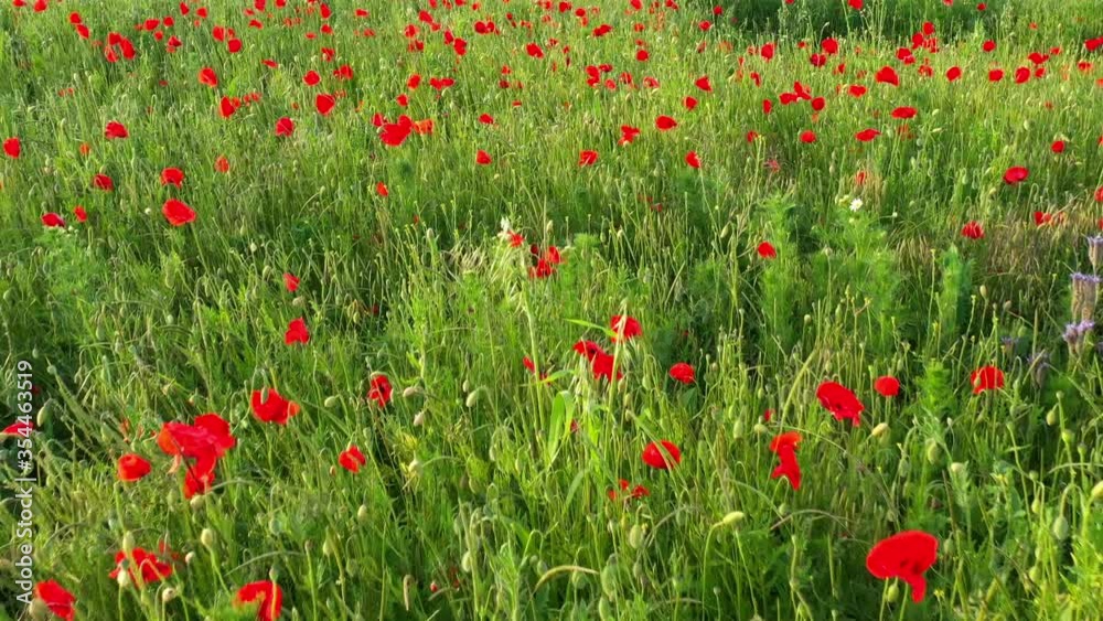 Flight over field of red poppies at sunset. Beautiful flowers and spring nature composition. Flight over field of red poppies at sunset. Beautiful flowers and spring nature composition.