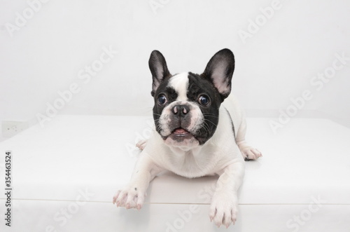 french bulldog puppy © Aline