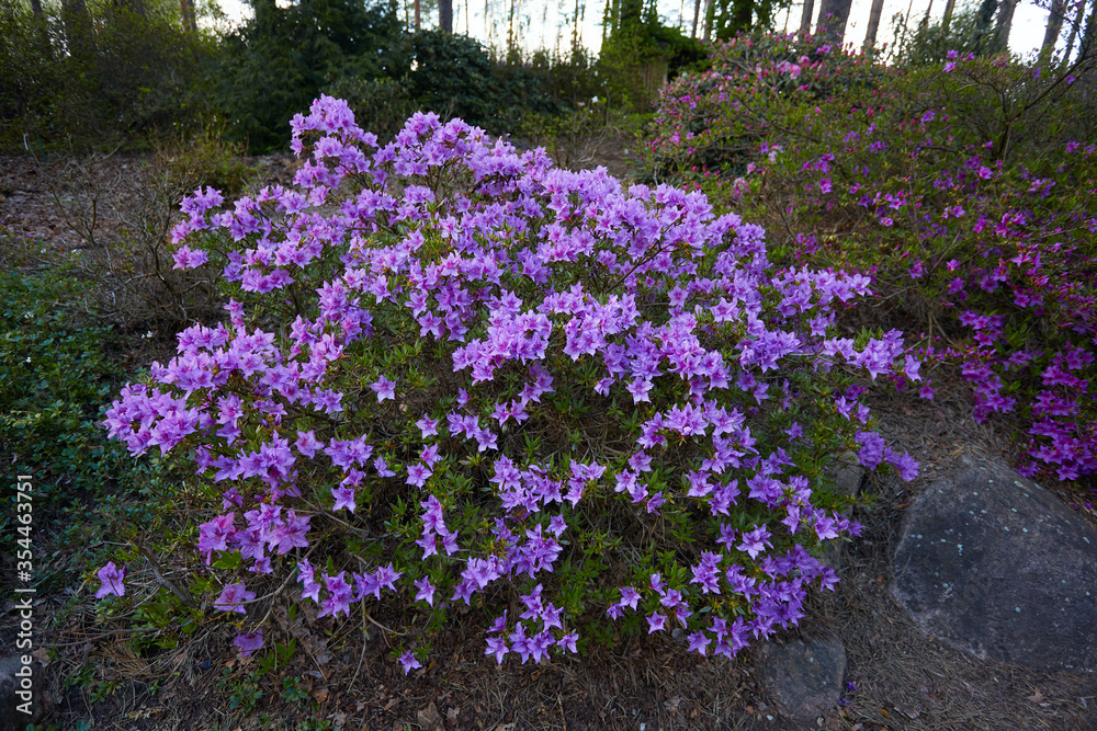 Obraz premium blooming rhododendrons blooming in garden