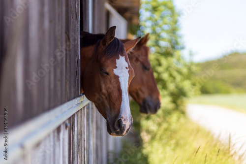 Fototapeta Naklejka Na Ścianę i Meble -  Horses in their stable