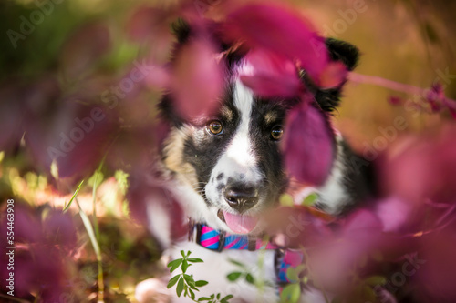 Portret młodego border collie