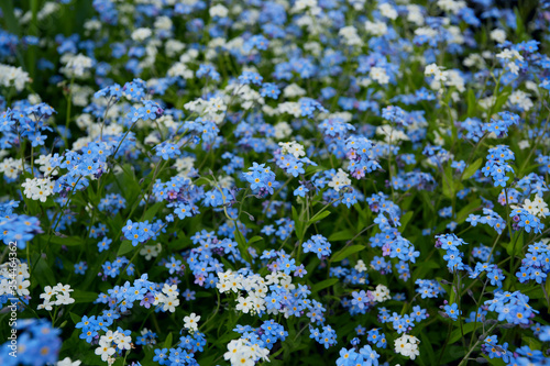 forget-me-not flower in spring forest