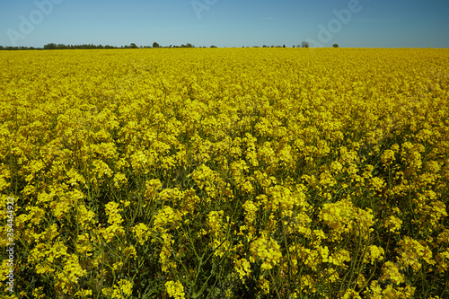 rapseed fields on a bright summer day © Diana Taliun