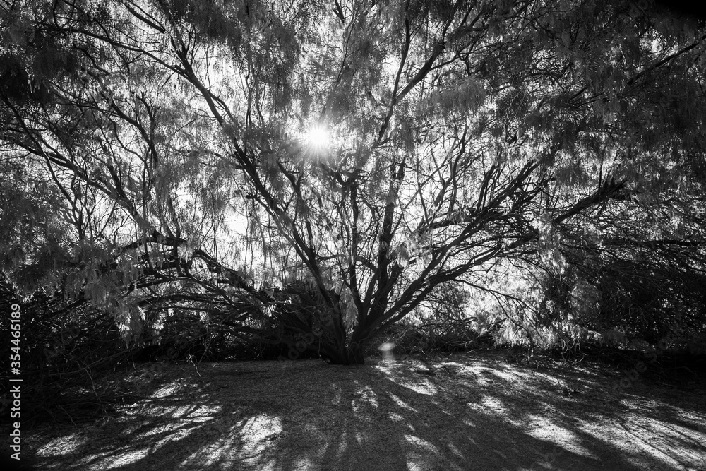 Obraz premium Black and white mesquite trees in Arizona desert