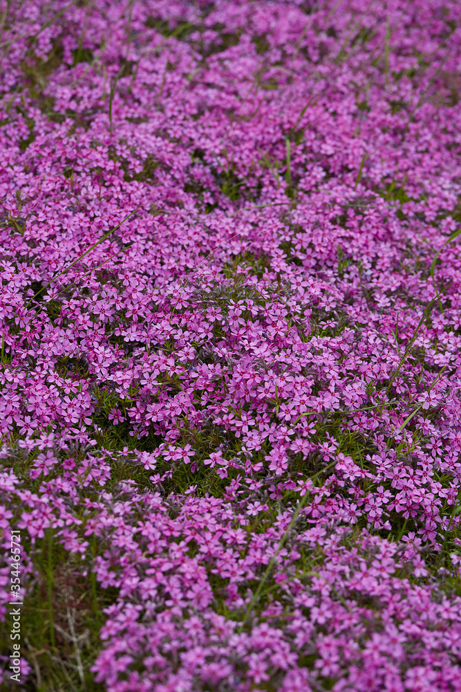 Violet verbena in the spring garden Violet verbena in the spring garden