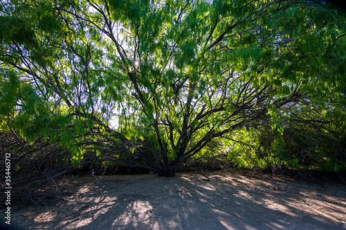 Fototapeta Naklejka Na Ścianę i Meble -  Mesquite trees with roots in Arizona desert