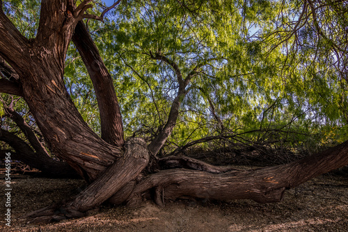 Tableau sur toile Mesquite trees with roots in summer in Arizona desert