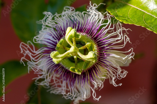 Passiflora edulis (passion fruit flower) in natural light