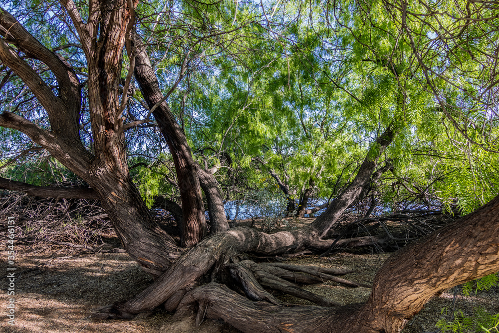 Mesquite trees with roots in Arizona desert Mesquite trees with roots in Arizona desert