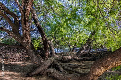 Mesquite trees with roots in Arizona desert
