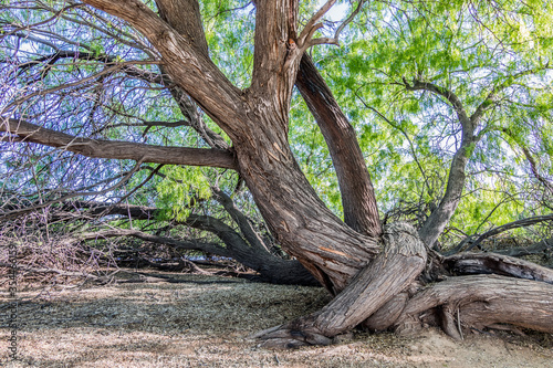 Mesquite trees with roots in summer in Arizona desert © MaryHerronPhoto