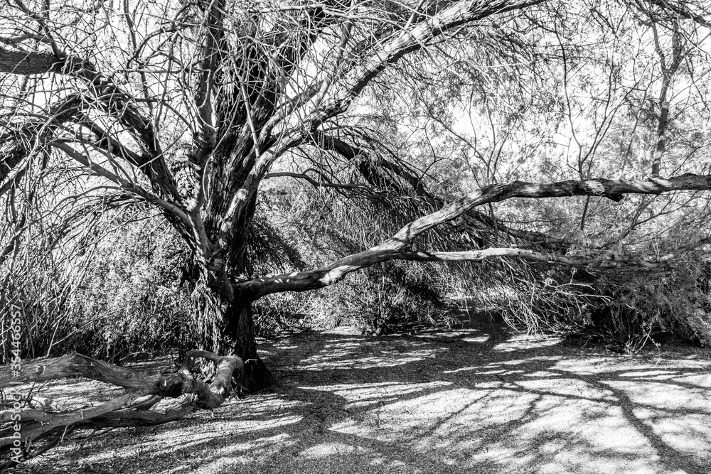 Black and white mesquite trees in Arizona desert