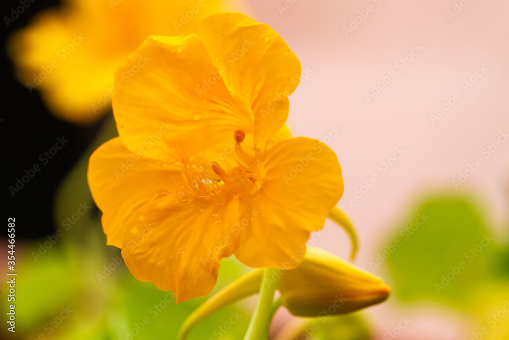 Yellow garden nasturtium flowers in natural light
