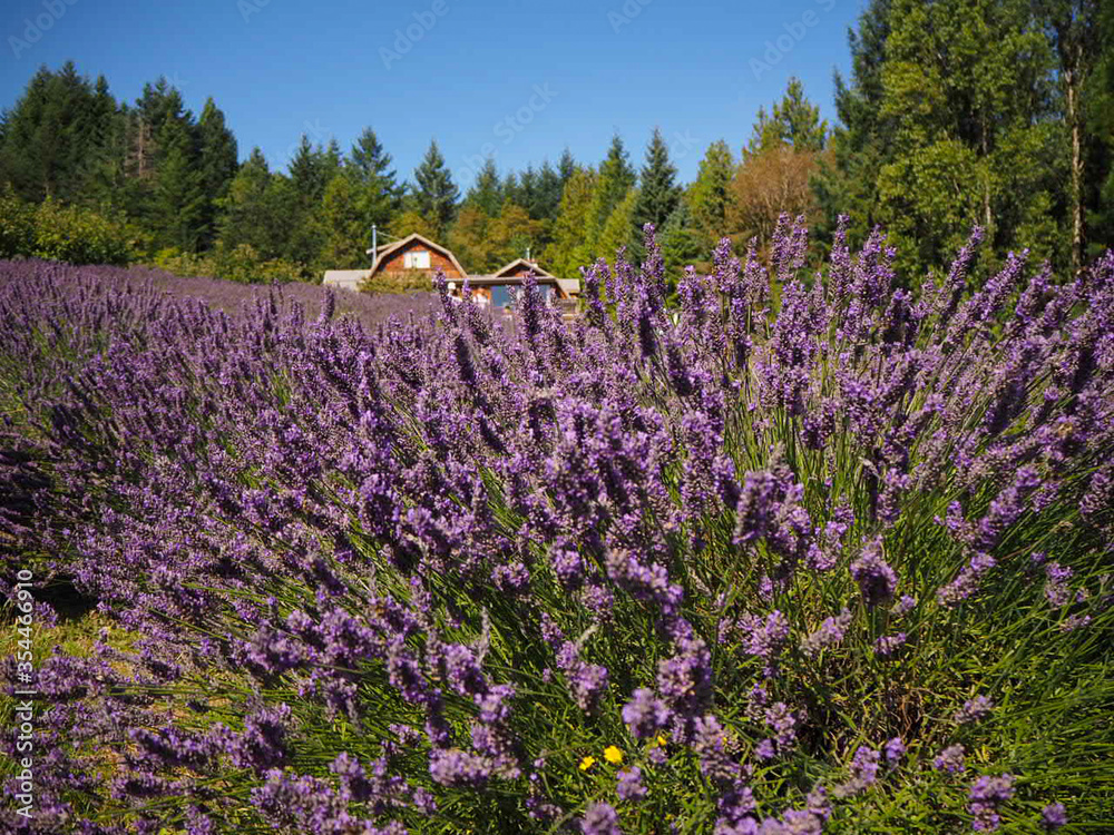 lavender / Salt Spring Island BC Canada