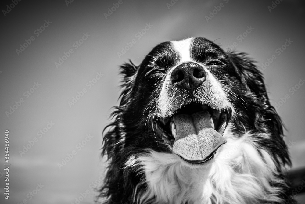 Black and white photograph of a herd dog, which smiles friendly and lets its tongue hang out.