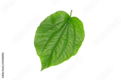 Betel leaves isolated on white background. Fresh green aromatic herbal leaves.