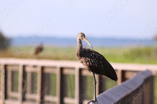 Limpkin_0721