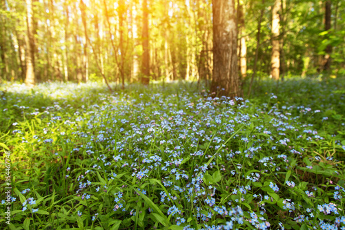 Summer, spring landscape with blue wild flowers in bloom on meadow in forest