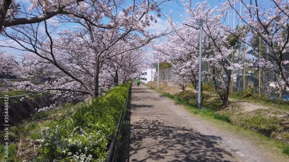 Cherry blossom lined footpath on warm Spring day in Japan Cherry blossom lined footpath on warm Spring day in Japan