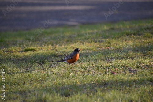 robin in sunshine 