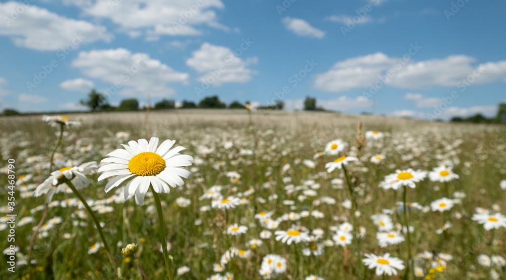 Field of oxeye camomile daisies in the Chess River Valley between Chorleywood and Sarratt, Hertfordshire, UK. Photographed on a clear day during a heatwave in late May.