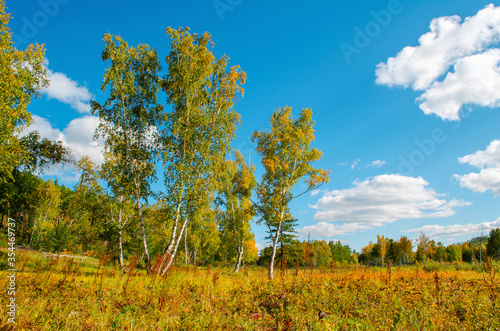 Beautiful birch trees on a background of the green forest and blue sky with clouds. Bright sunny evening. Autumn mood. Beautiful natural landscape of Russia.