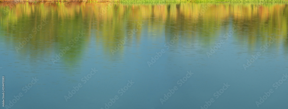 reflection of green and yellow reed in lake wetland soft raining water in summer sunlight nature banner background reflection of green and yellow reed in lake wetland soft raining water in summer sunlight nature banner background