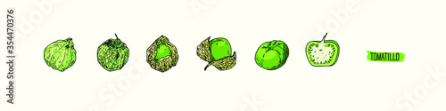 Hand drawn sketch style tomatillo set. Maturation of tomatillo. Color illustration. 