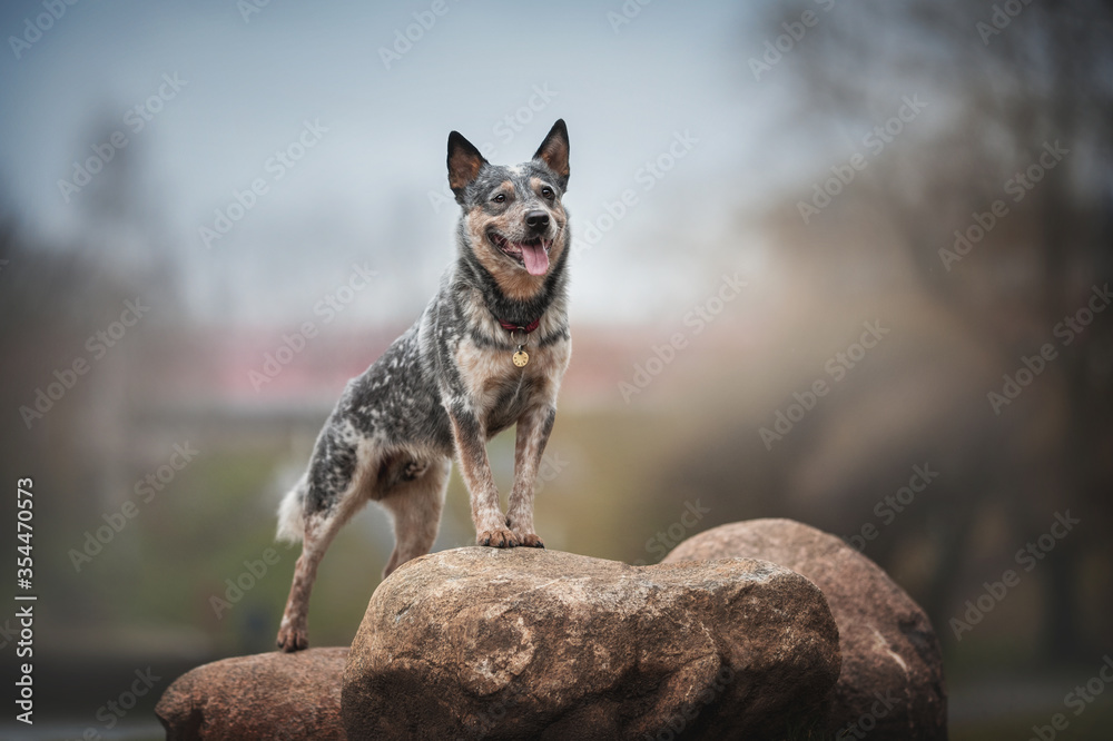 Cute Australian cattle dog standing with its front paws on the rocks against the background of a city park