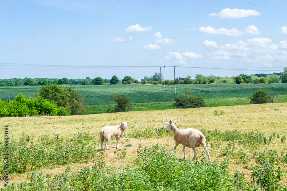 Obraz premium Sheep in a green field in summer in England