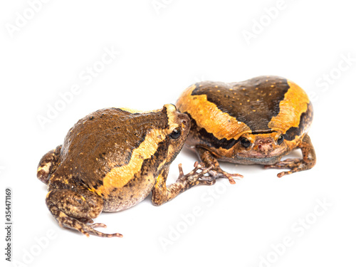 Kaloula pulchras on a white background. It is a native animal of Thailand and Asia. People can catch it to make local food.