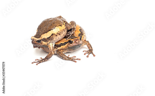 Kaloula pulchras on a white background. It is a native animal of Thailand and Asia. People can catch it to make local food.