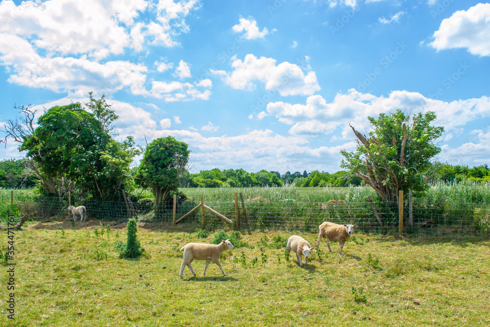 Naklejka premium Herd of sheep in a green field in summer in England