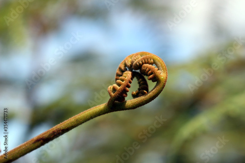 New branch in spiral of a fern like a fractal photo