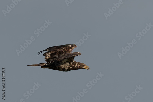American Bald Eagle juvenile over blue sky