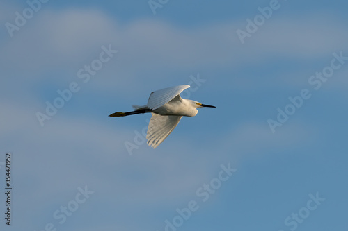 Cattle Egret over Blue Sky