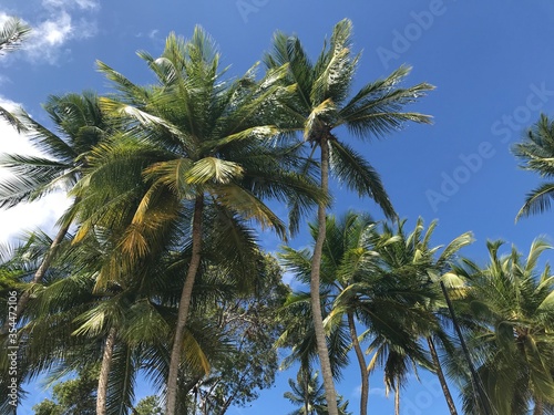 A low angle view of palm trees