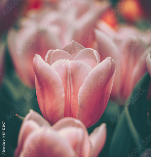 Beautiful tulip on vintage style; background or texture