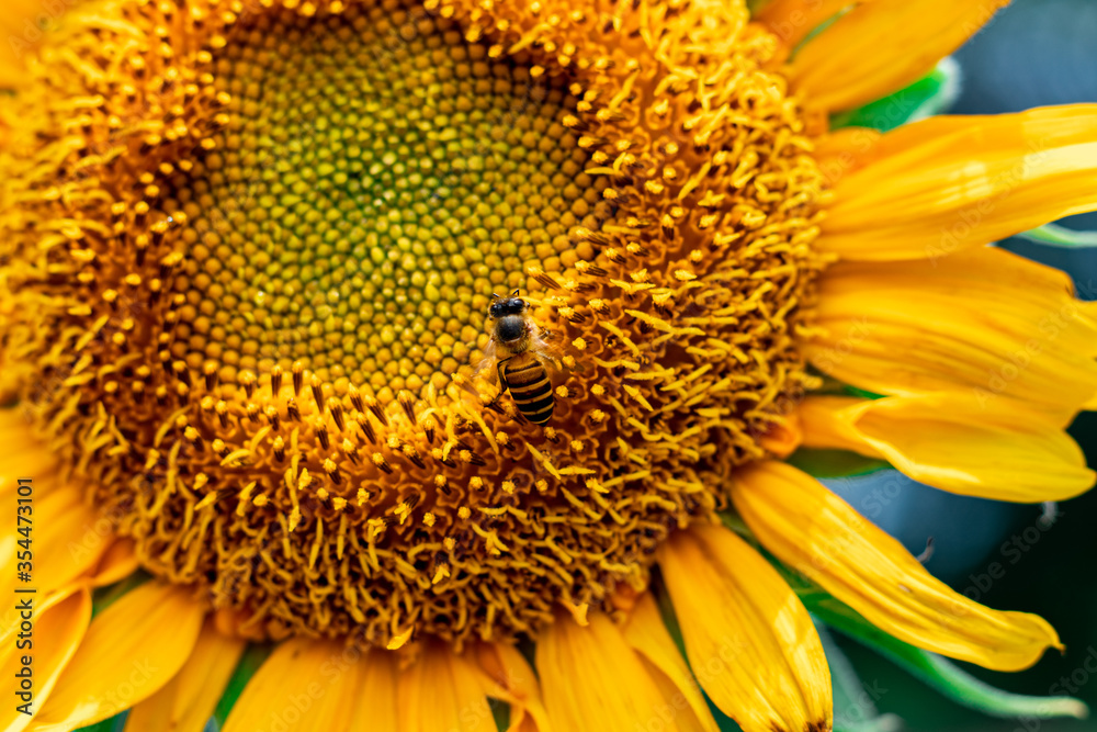 Sunflower that was swarmed by bees on a clear day. Closeup image. Sunflower that was swarmed by bees on a clear day. Closeup image.