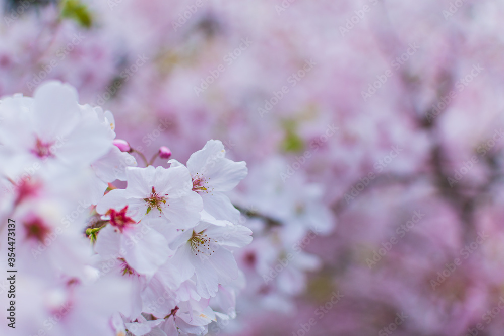 Cherry blossom Cherry blossom